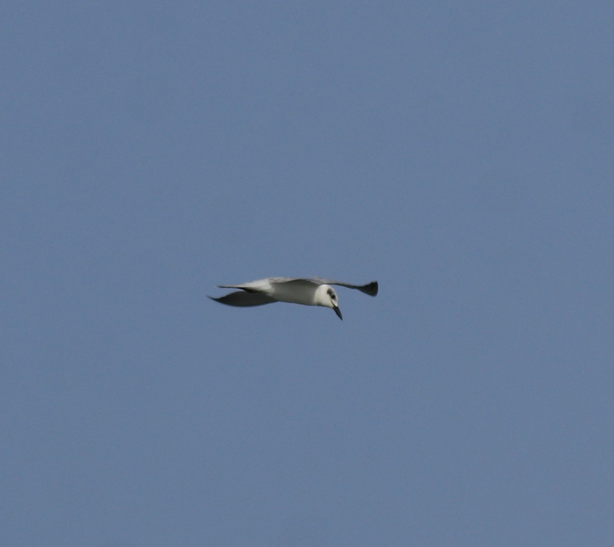 large tern sp. - ML645843638