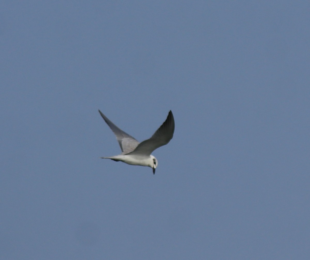 large tern sp. - ML645843639