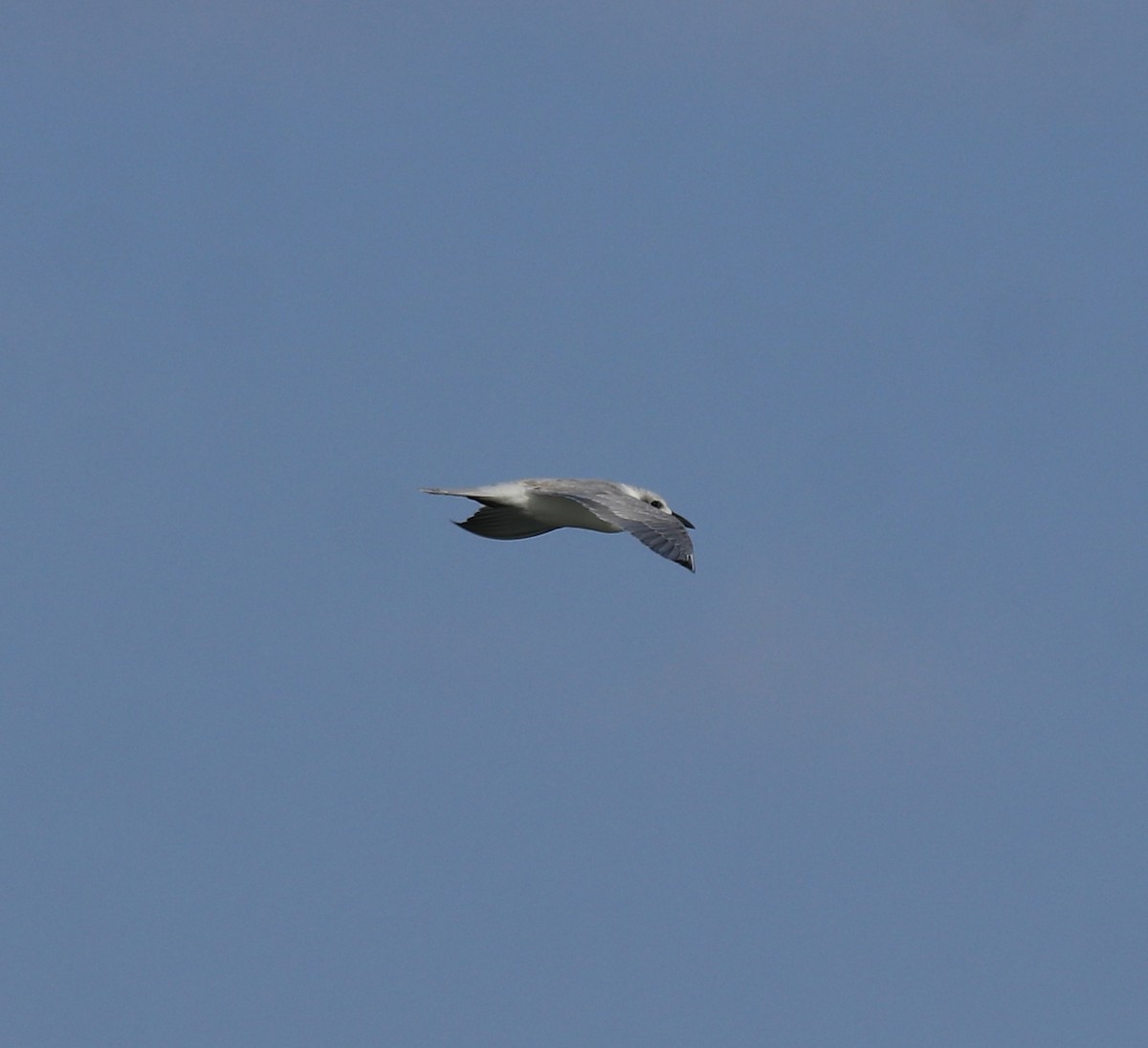 large tern sp. - ML645843640