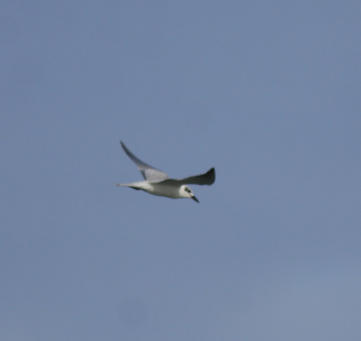 large tern sp. - ML645843641