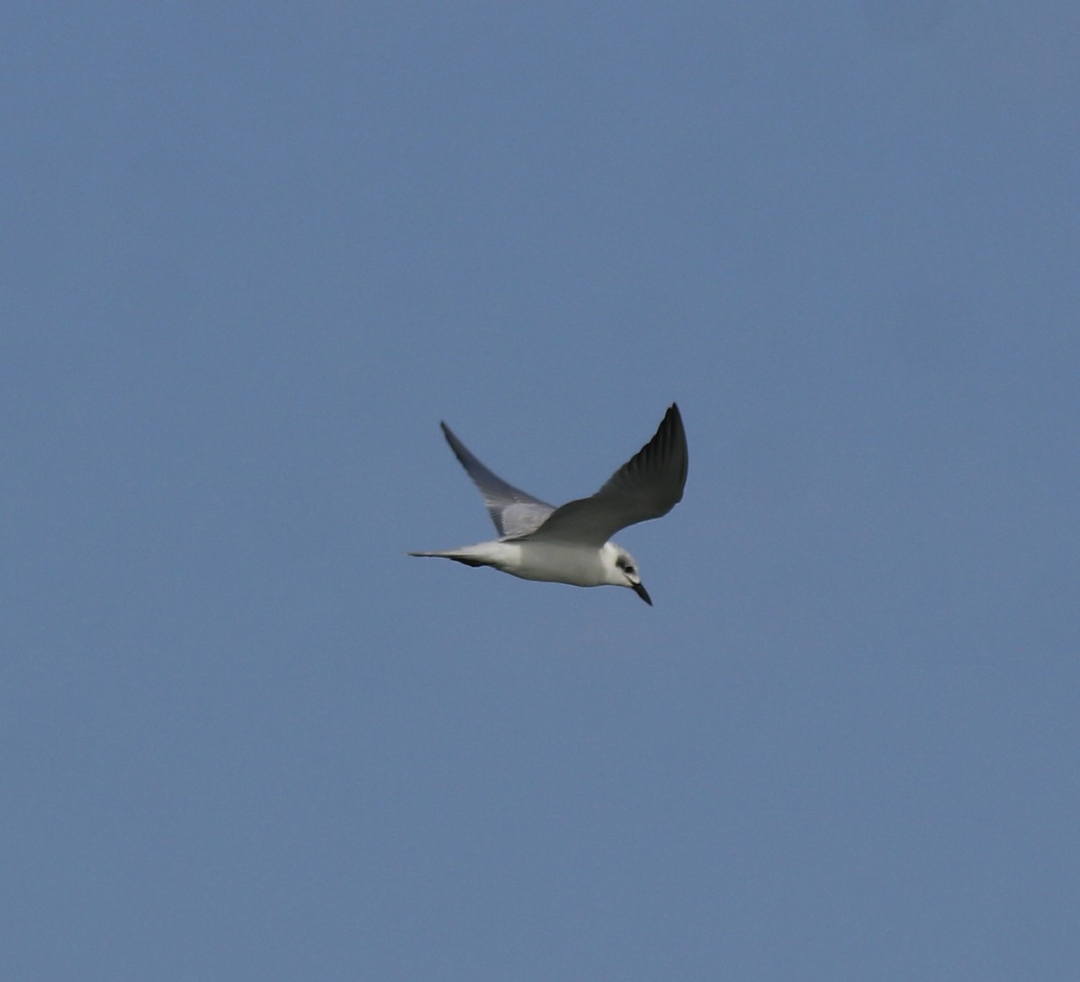 large tern sp. - ML645843642