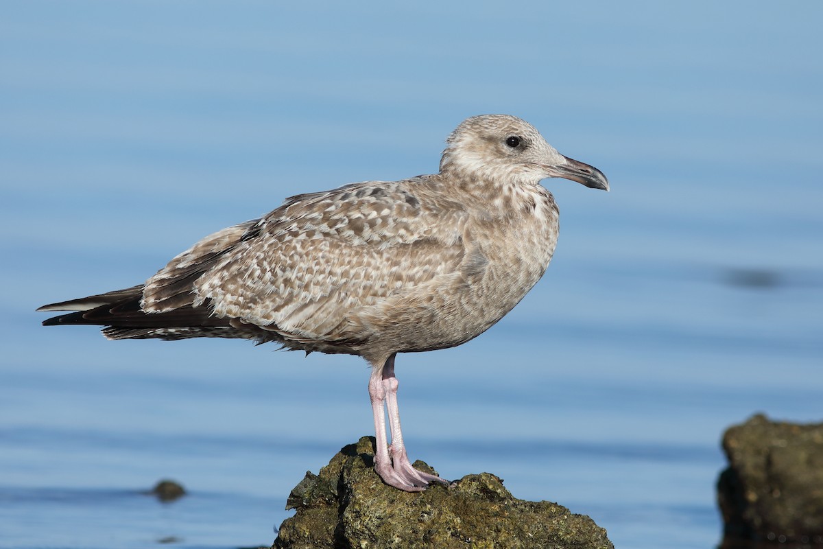 American Herring Gull - ML645843646