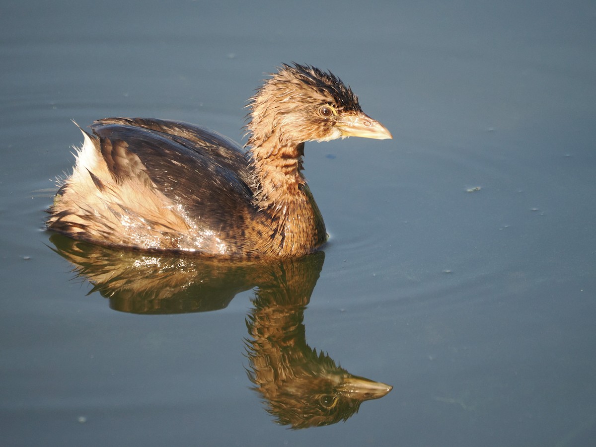 Pied-billed Grebe - ML645843648