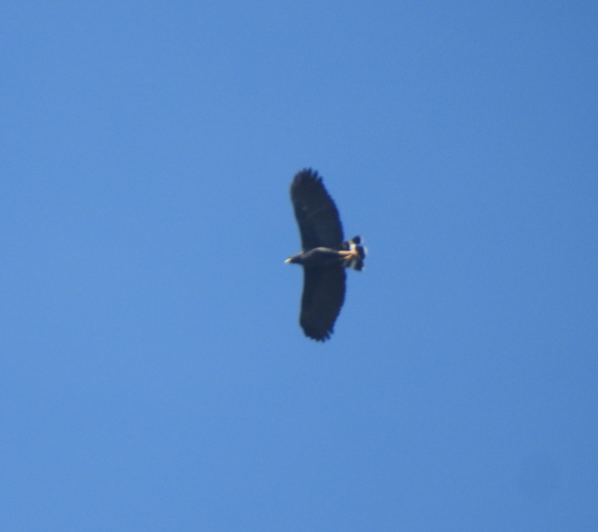 Great Black Hawk - ML645843650