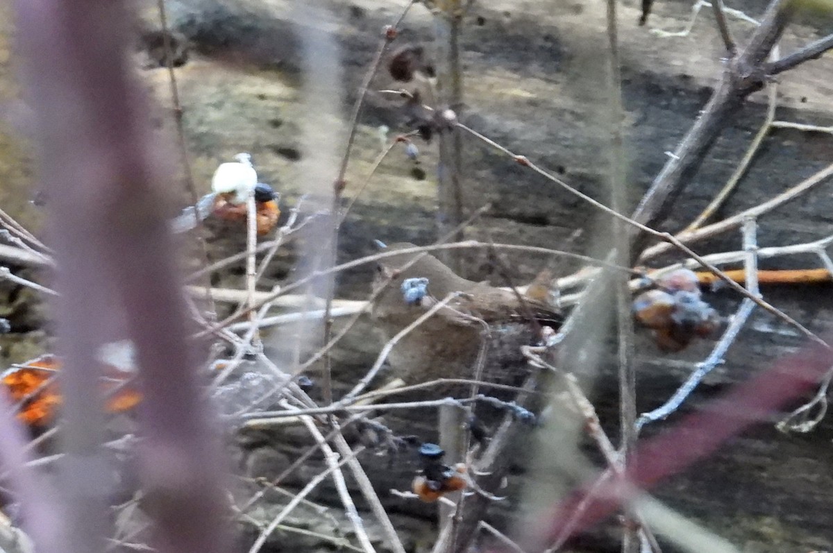 Winter Wren - ML645843651