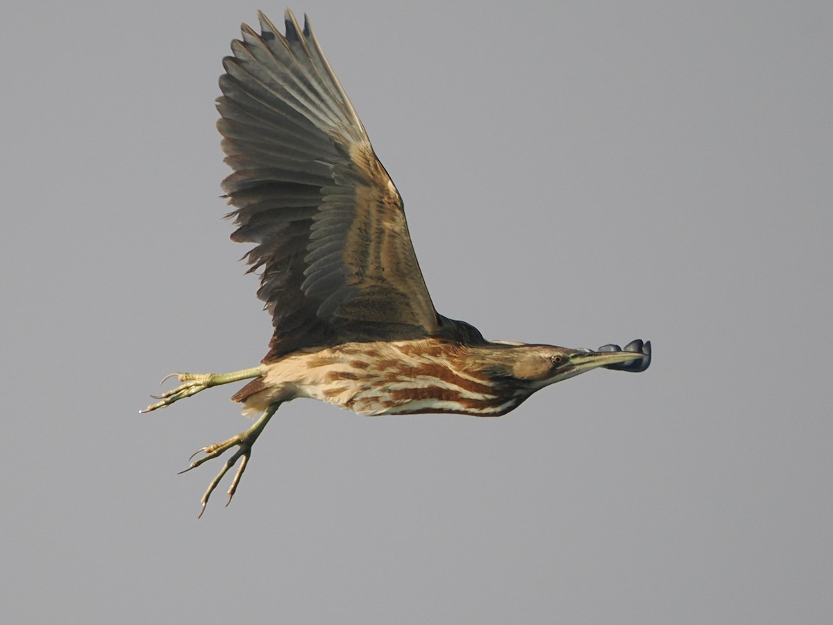American Bittern - ML645843653