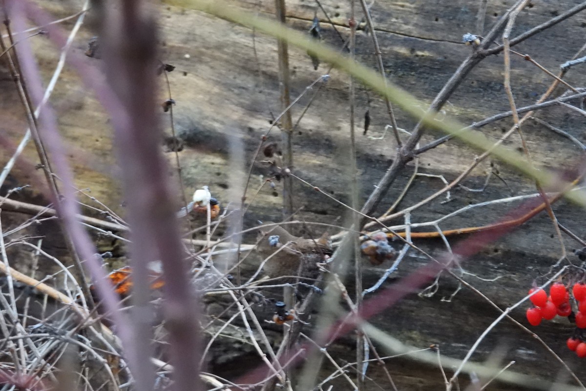 Winter Wren - ML645843657