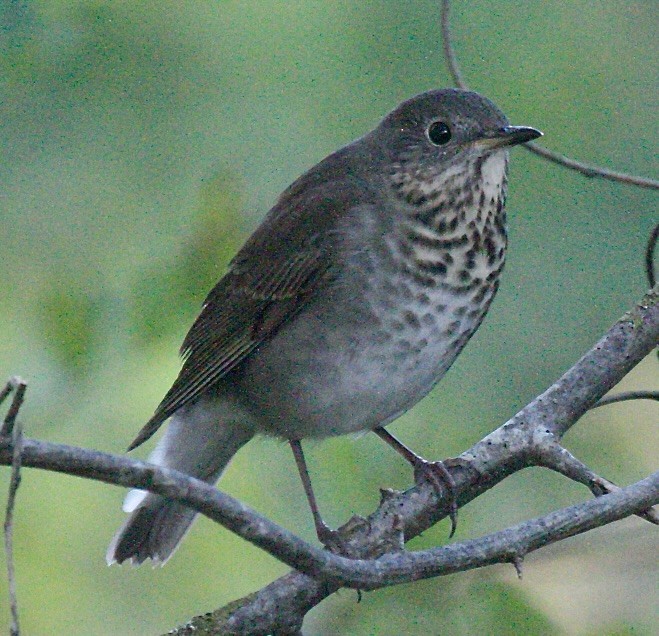 Grauwangen-Musendrossel - ML645843659