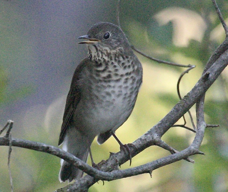 Grauwangen-Musendrossel - ML645843660