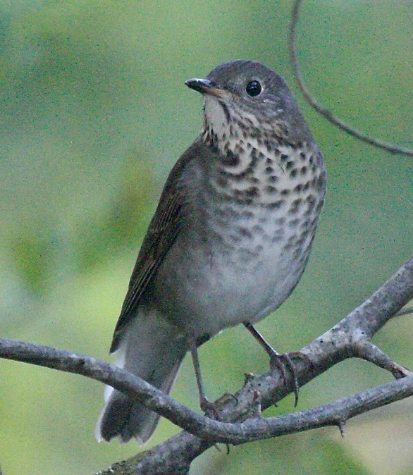 Grauwangen-Musendrossel - ML645843661