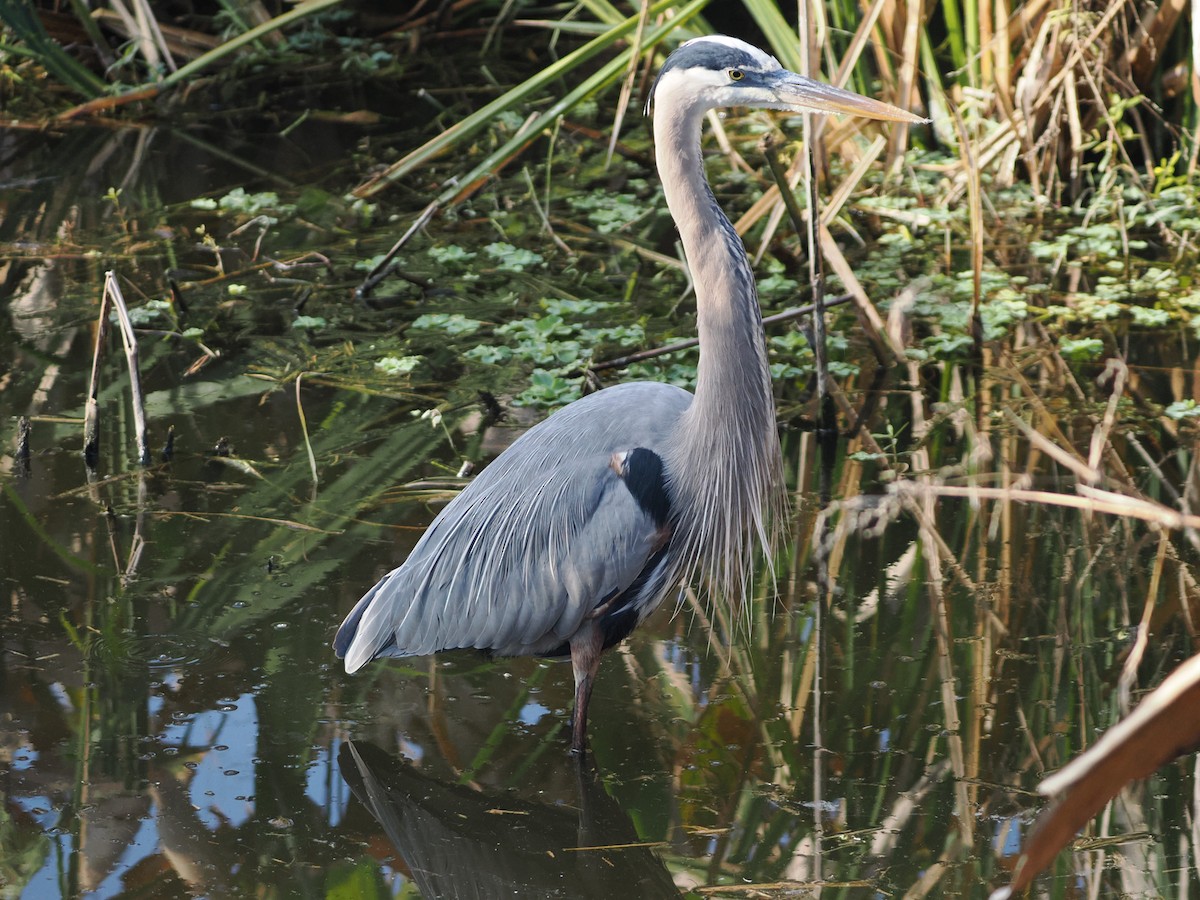 Great Blue Heron - ML645843663