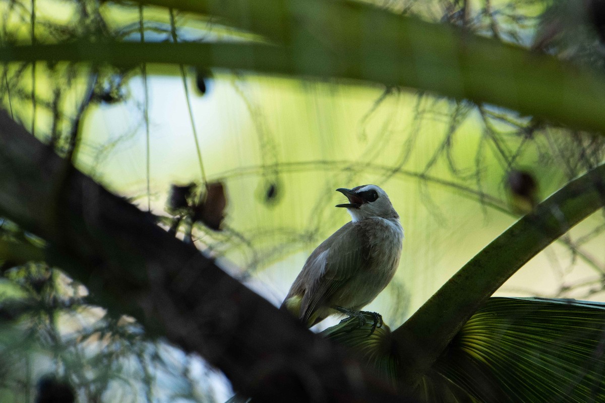 Yellow-vented Bulbul - ML645843665