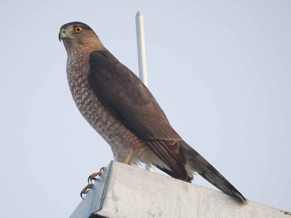 Cooper's Hawk - ML645843667
