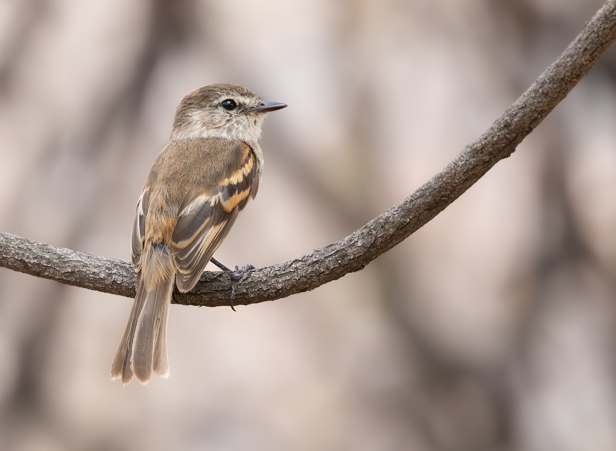 Mouse-gray Flycatcher - ML645843682