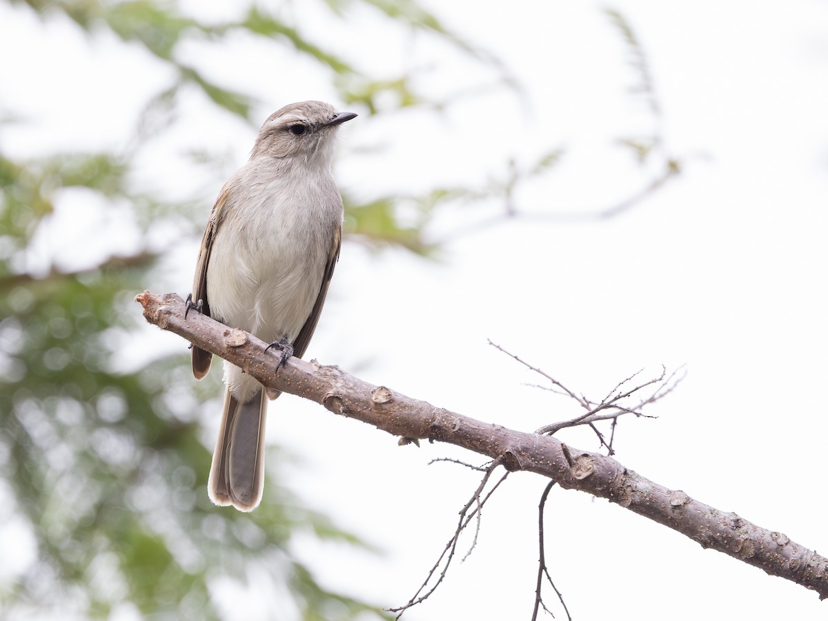 Tumbesian Tyrannulet - ML645843684
