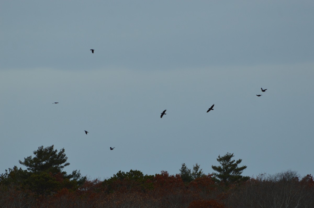 Common Raven - ML645843685