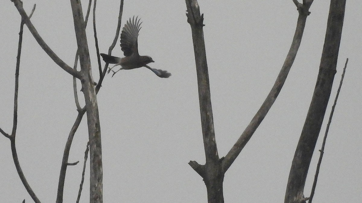 Eurasian Jay (Eurasian) - ML645843688
