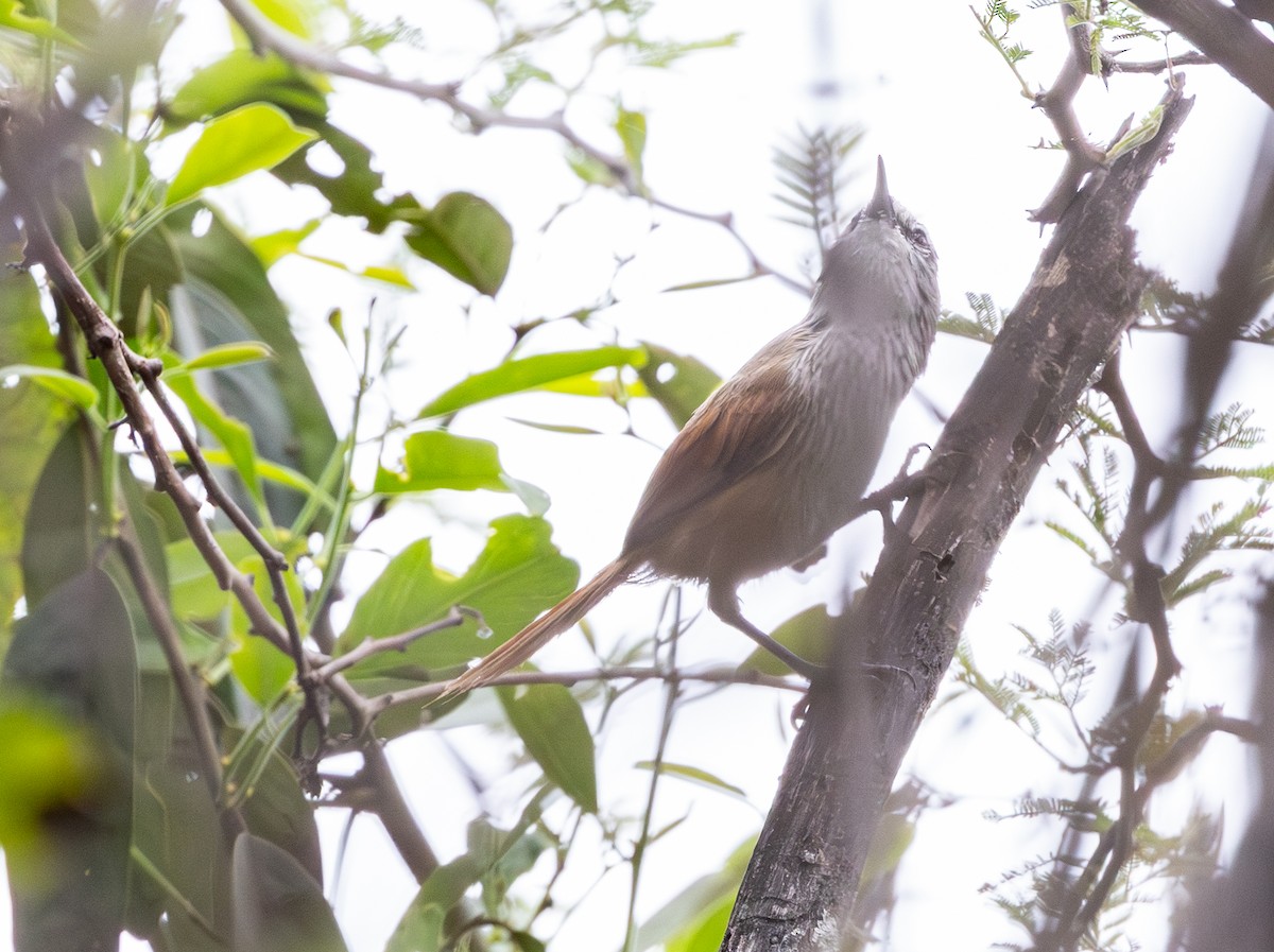Necklaced Spinetail - ML645843699