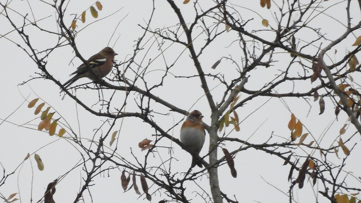 Алаг бужирга - ML645843701