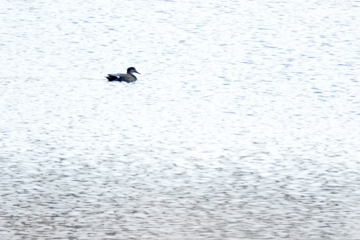 Серая утка - ML645843703