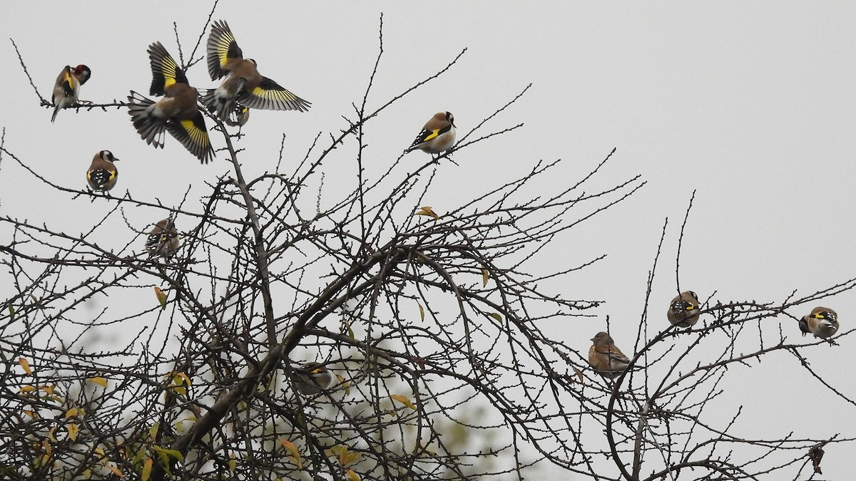 Бор бужирга - ML645843705