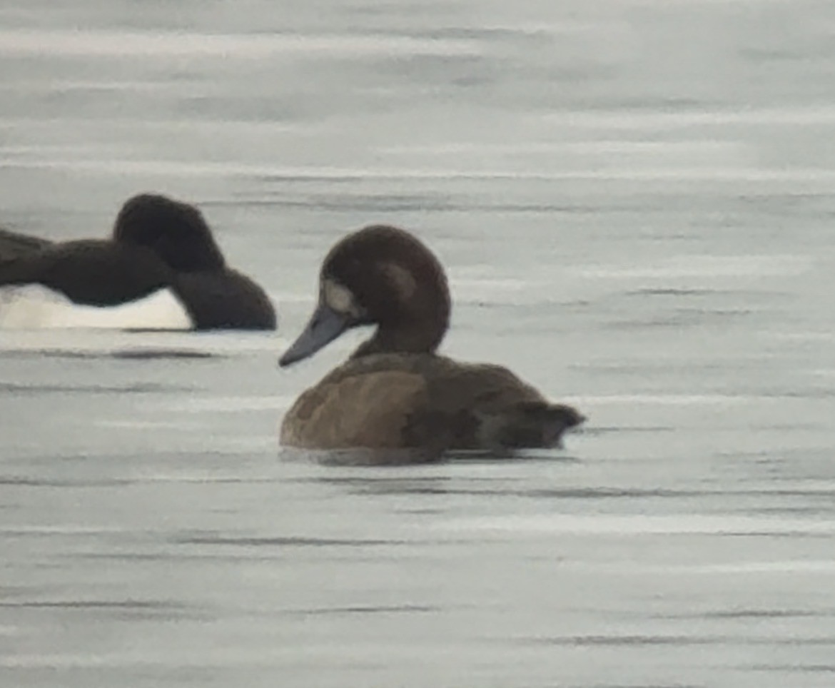 Greater Scaup - ML645843715
