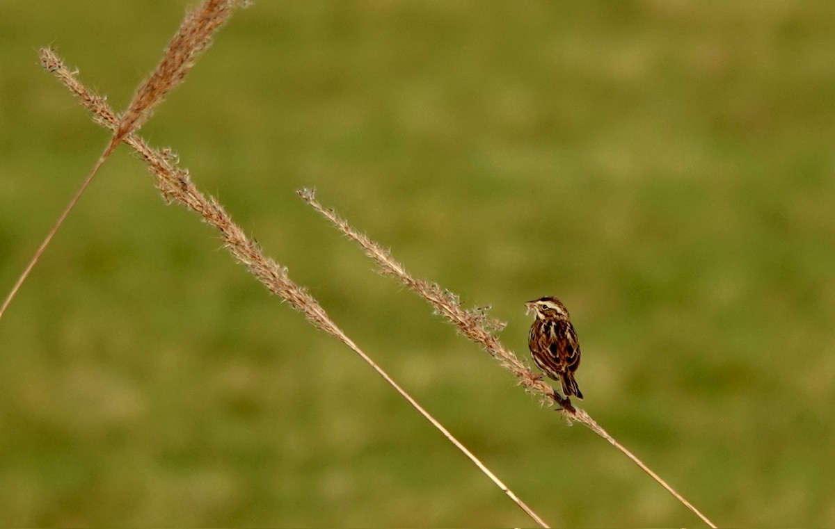 Пасовник савановий - ML645843719