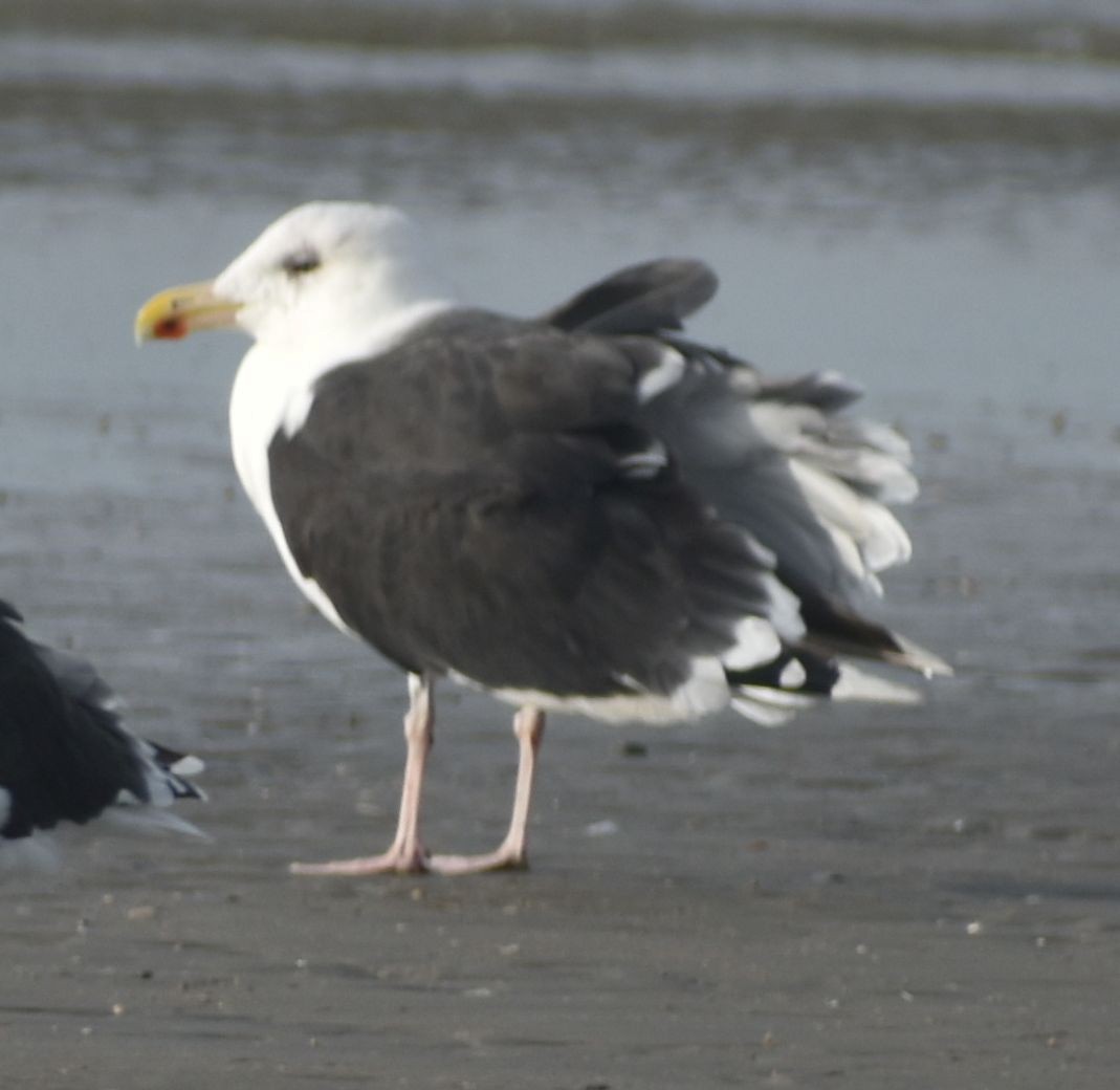 Great Black-backed Gull - ML645843738