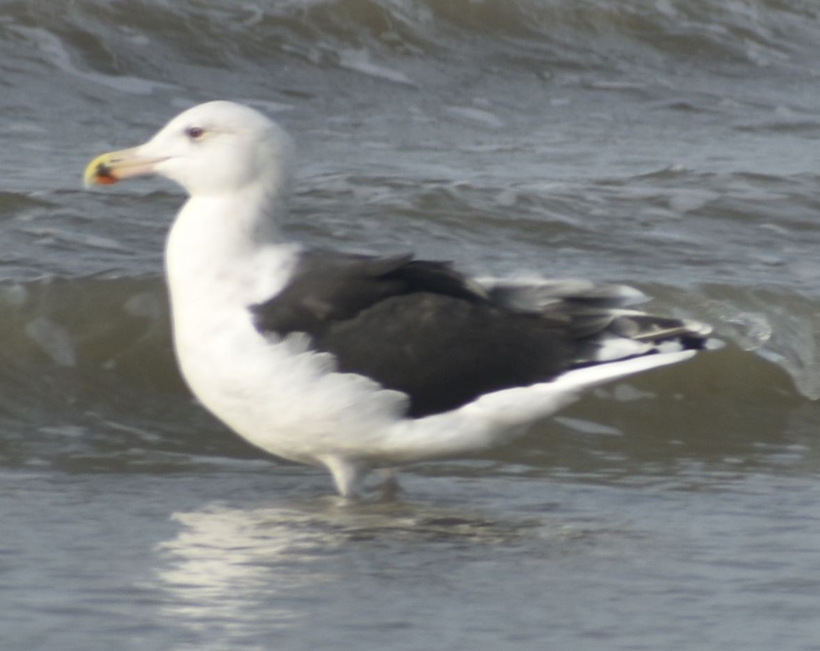 Great Black-backed Gull - ML645843739