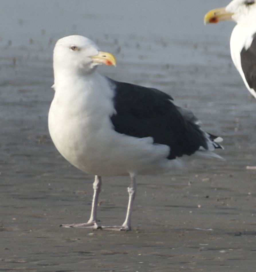 Great Black-backed Gull - ML645843740