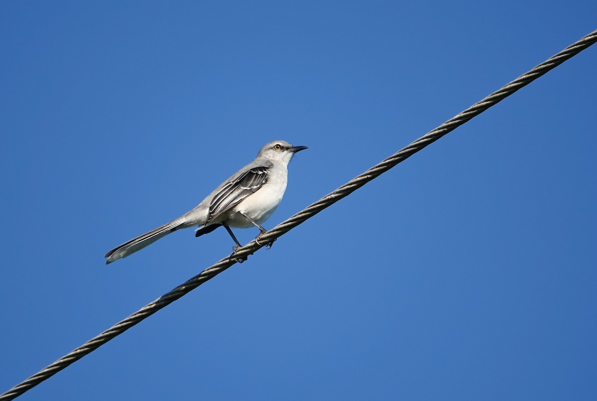 Tropikal Taklitçi (gracilis/leucophaeus) - ML645843741