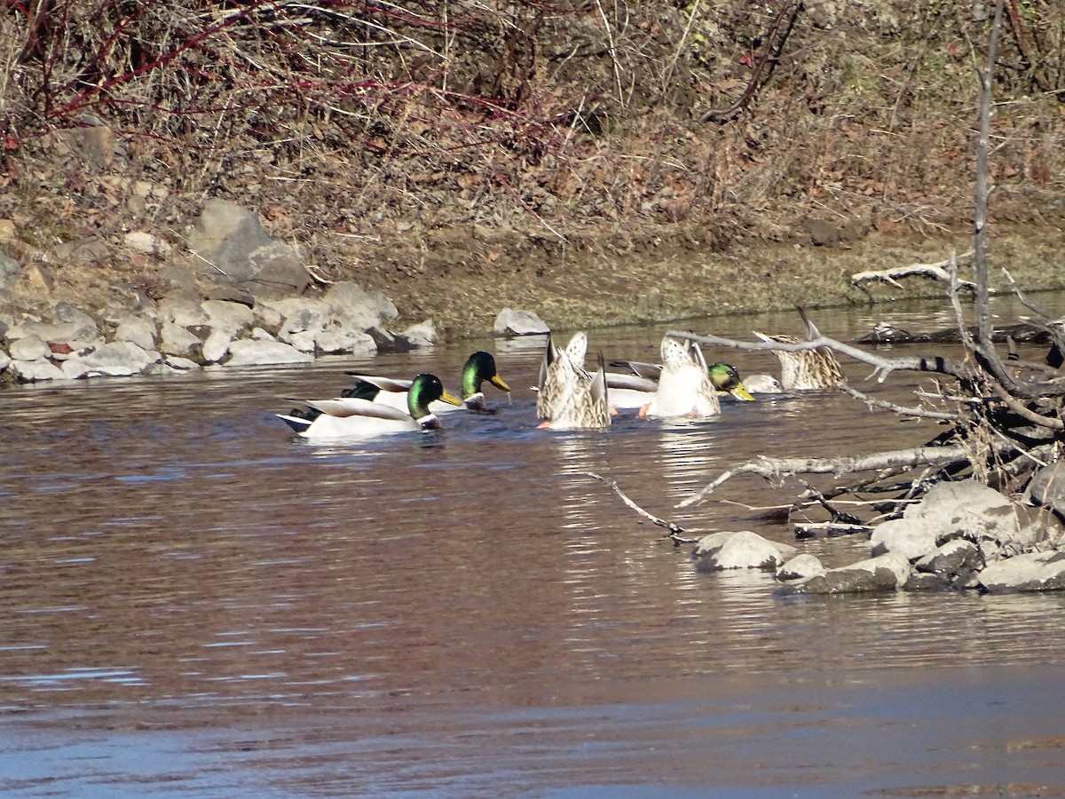 Mallard - ML645843756