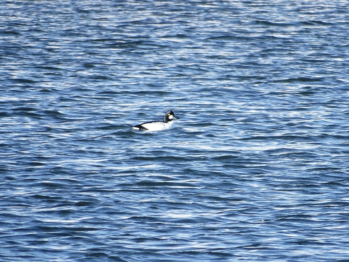 Common Goldeneye - ML645843776