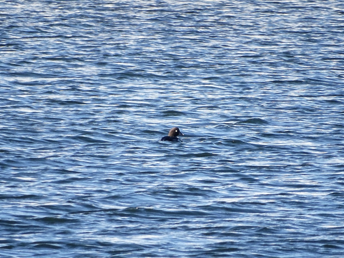 Common Goldeneye - ML645843778