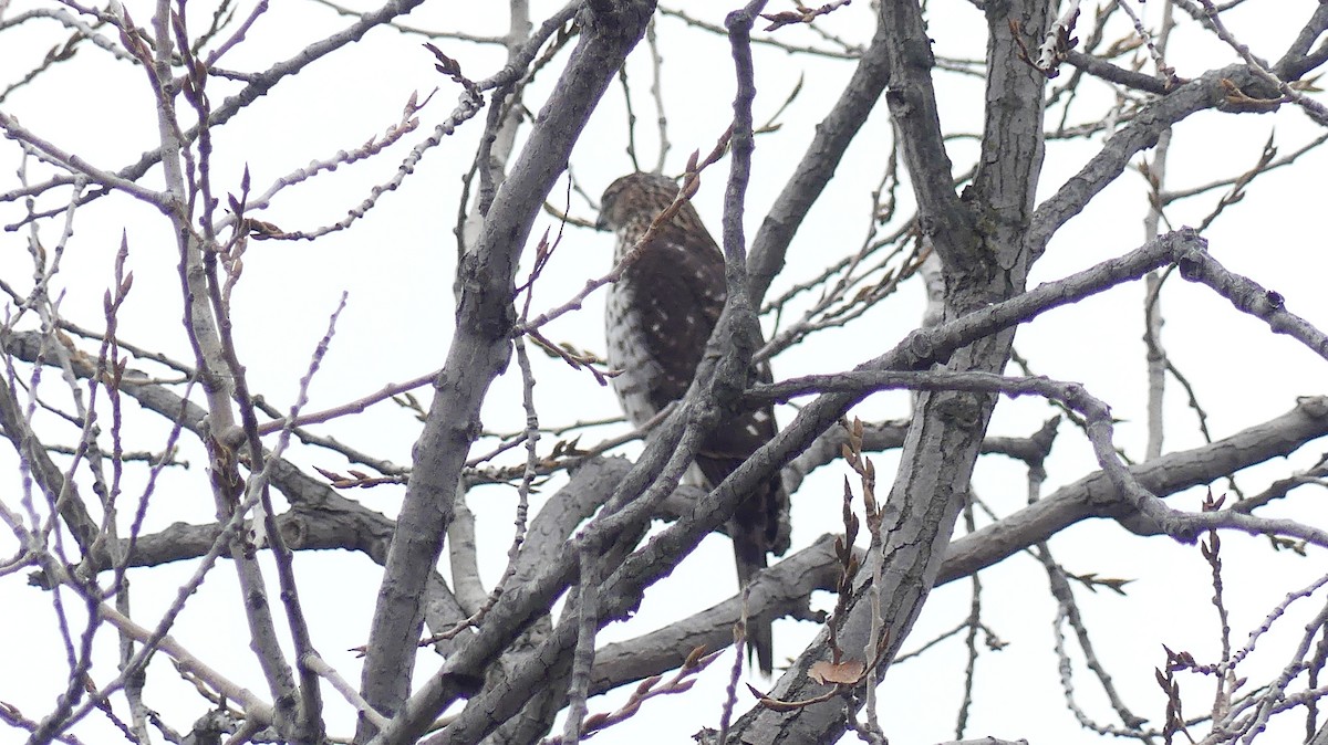 Cooper's Hawk - ML645843785