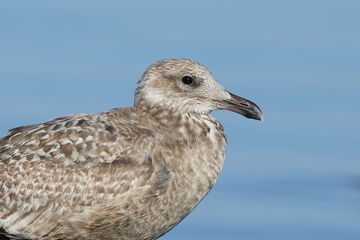 American Herring Gull - ML645843796