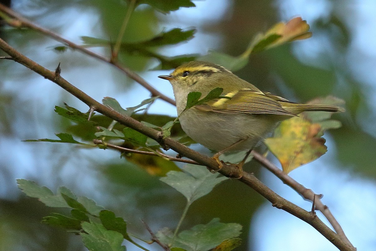 Pallas's Leaf Warbler - ML645843803
