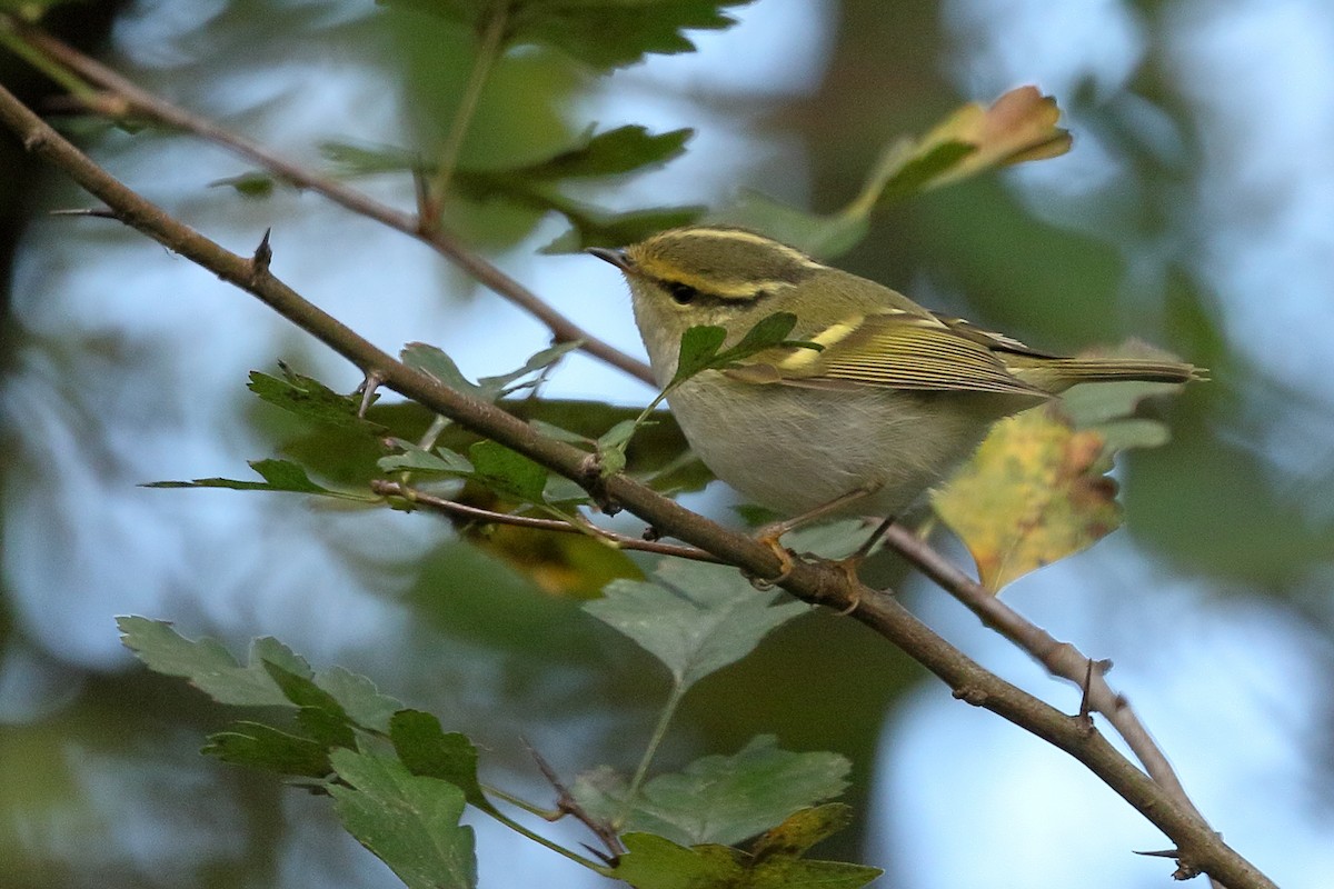 Pallas's Leaf Warbler - ML645843804