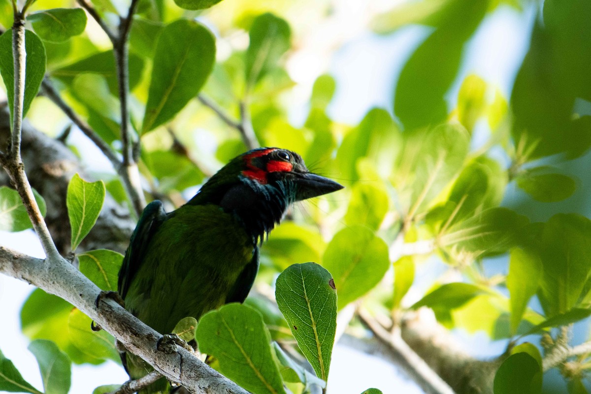 Black-eared Barbet - ML645843807