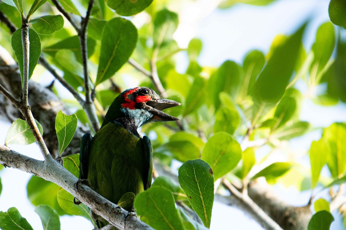 Black-eared Barbet - ML645843808