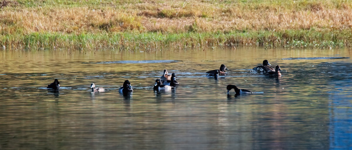 Ring-necked Duck - ML645843821