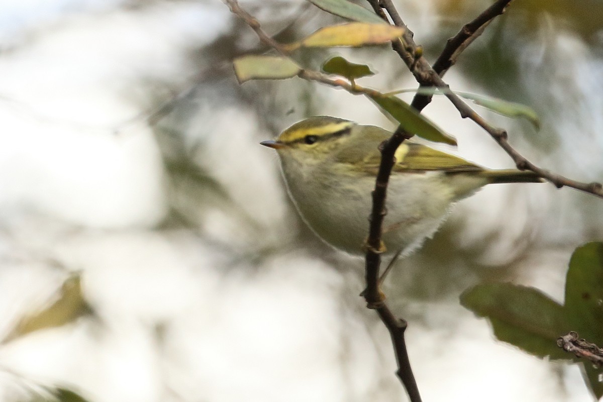 Pallas's Leaf Warbler - ML645843826
