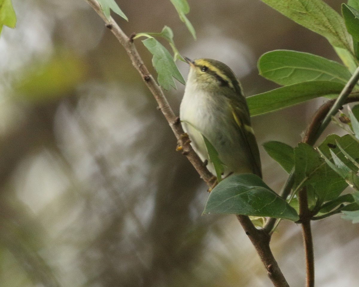 Pallas's Leaf Warbler - ML645843827