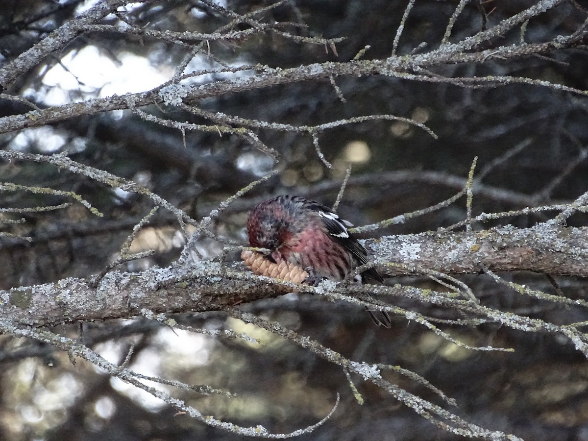 White-winged Crossbill - ML645843828