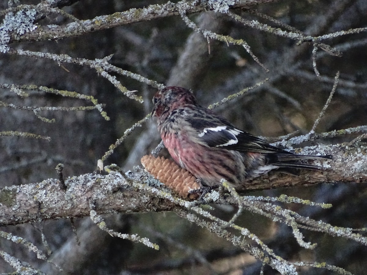 White-winged Crossbill - ML645843829