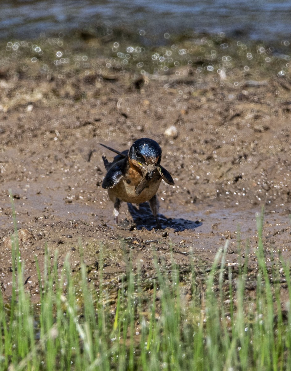 家燕 - ML645843830