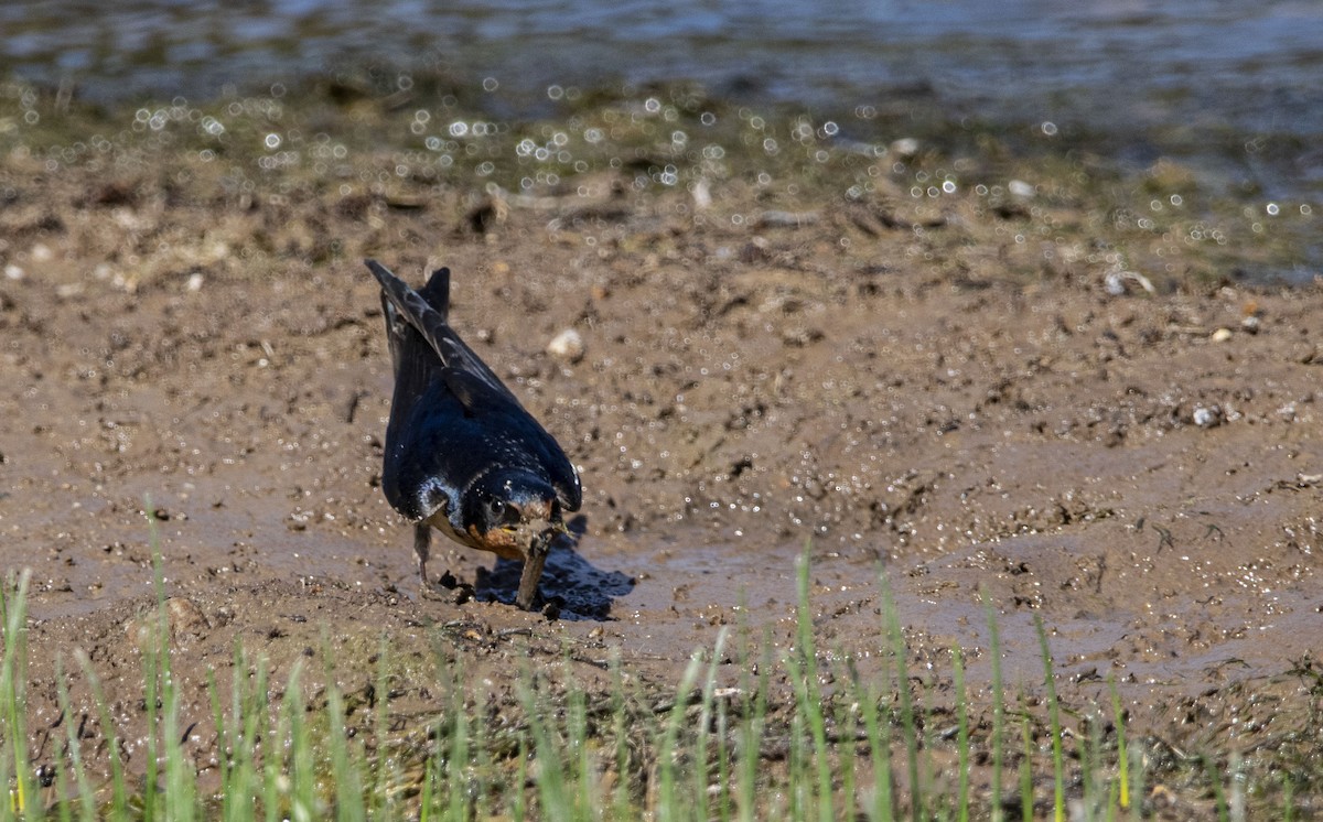 家燕 - ML645843832