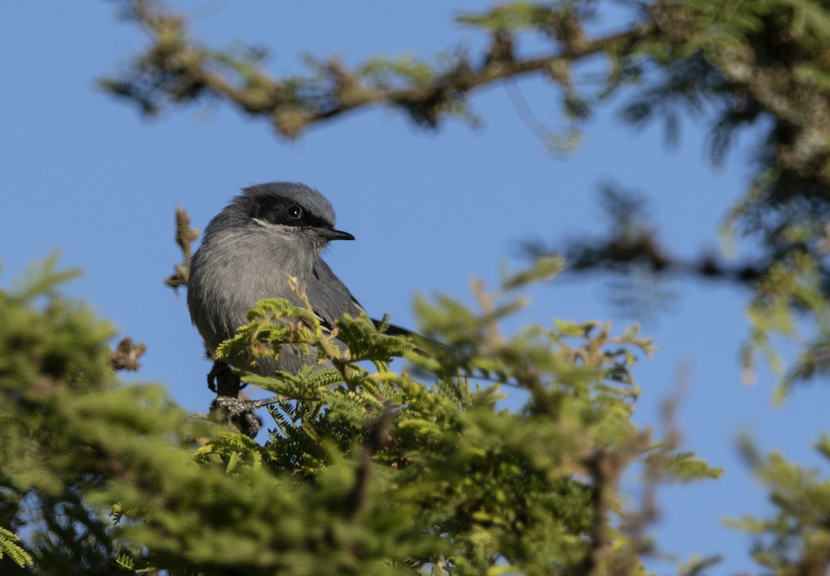 Masked Gnatcatcher - ML645843835