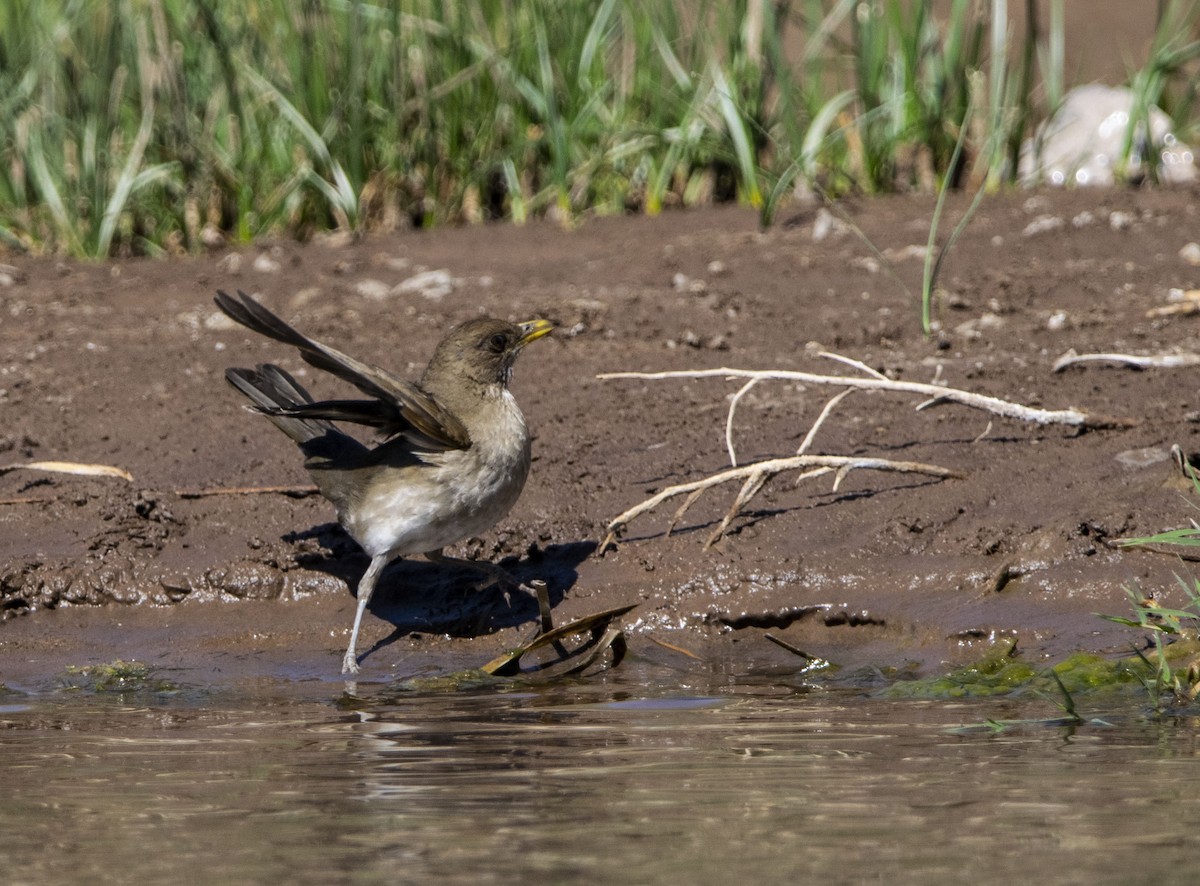 Creamy-bellied Thrush - ML645843838
