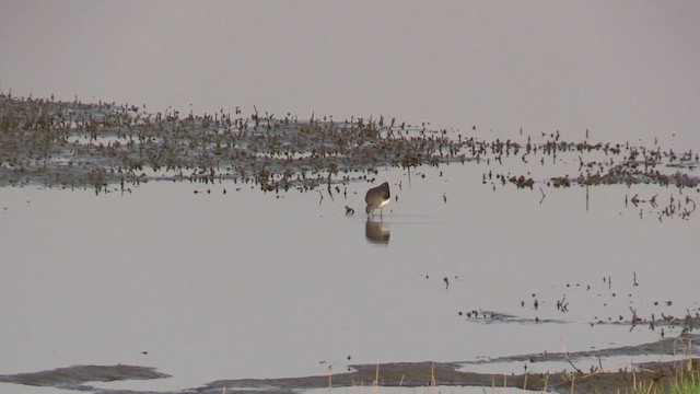 Коловодник лісовий - ML645843847